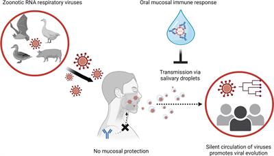 Oral mucosa immunity: ultimate strategy to stop spreading of pandemic viruses